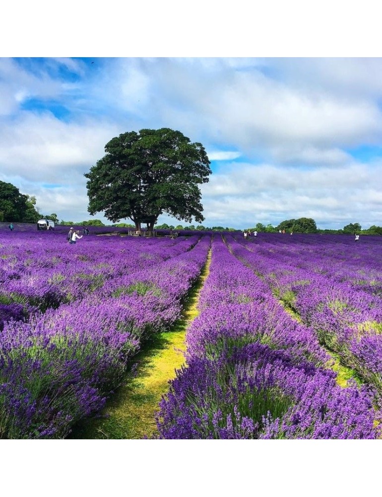 EMI - Sušená levandule 1 kg - svou vůní si vás podmaní a okouzlí smysly
