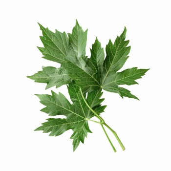 vonavy_polstar_mugwort_emi