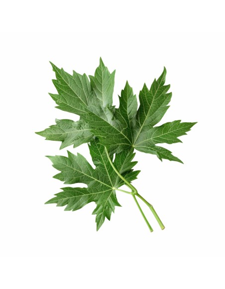 vonavy_polstar_mugwort_emi