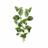 matova_aromaterapie_polstar_emi