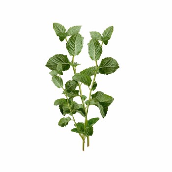 matova_aromaterapie_polstar_emi