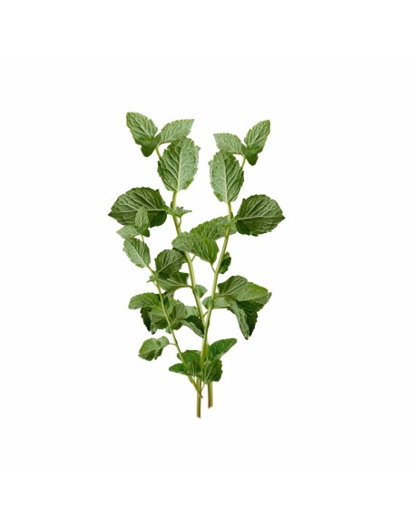 matova_aromaterapie_polstar_emi