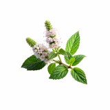 polstar_pro_klidny_spanek_medunka_emi