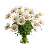bylinkovy_polstar_chamomile_emi
