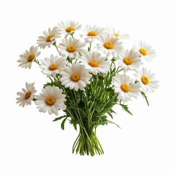 bylinkovy_polstar_chamomile_emi