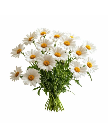 bylinkovy_polstar_chamomile_emi