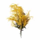 polstar_pro_klidny_spanek_albizia_emi
