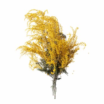 polstar_pro_klidny_spanek_albizia_emi