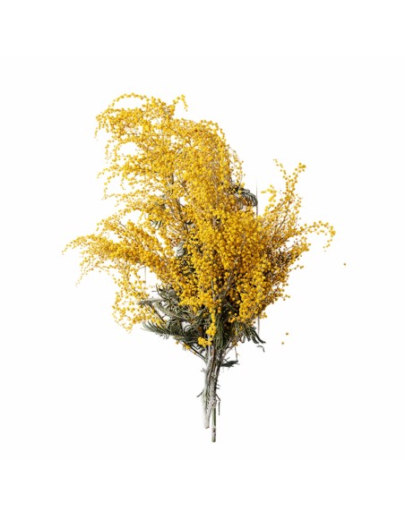 polstar_pro_klidny_spanek_albizia_emi