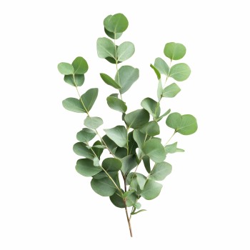 polstar_pro_klidny_spanek_eukalyptus_emi