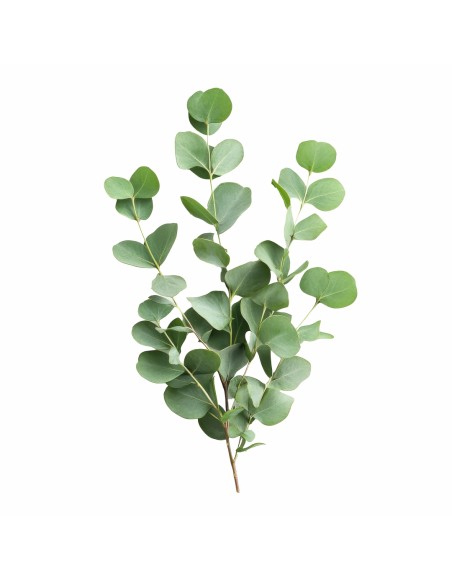 polstar_pro_klidny_spanek_eukalyptus_emi